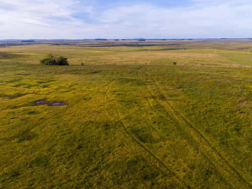 Campo En Venta En Salto Ref. 8771 (ref: Cbr-959)