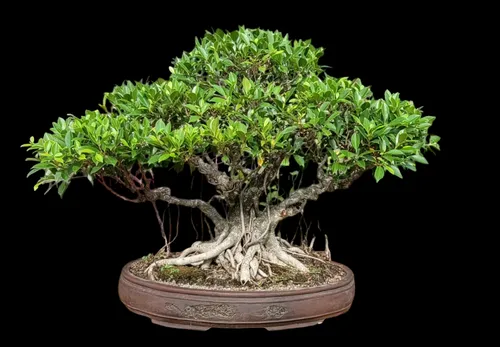 Bonsai Ficus Tiger Bark