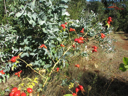 Imagen 8 de 10 de Agrícola En Venta En Traiguén
