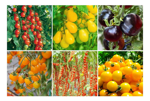 Combo Semillas De Tomates Cherry - 6 Variedades Premium