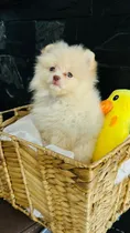 Comprar Pomerania Macho De Pelaje Claro Vip Garantizados Osito