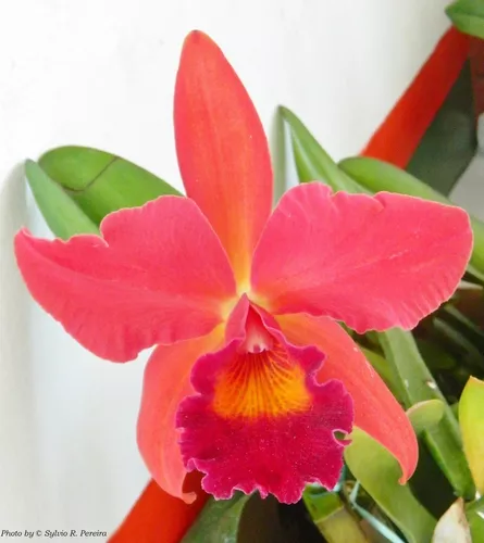 Orquídea Coleção Cattleya Vermelha Slc. Riffe Red December