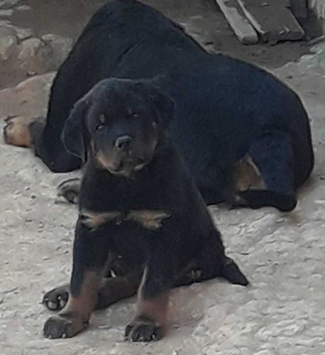 Filhotes De Rottweiler (pedigree)