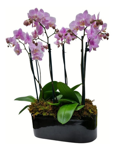 Arreglo Flor Natural - Orquídeas Mini En Base Negra | Meses sin intereses