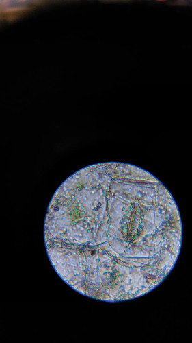 2925028717