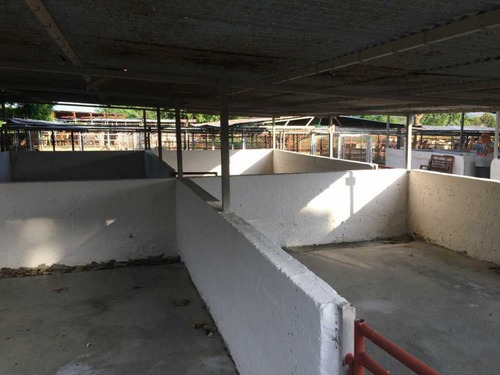 Imagen 15 de 22 de Finca En Tinaquillo Con 132 Hectáreas, Excelente Oportunidad