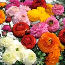 Comprar Bulbos De Marimonia (x12 Bulbos Mix) Bulbos De Holanda