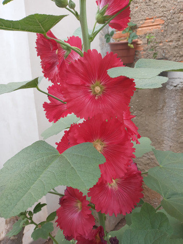 50 Sementes De Cada Cor De Malva Real.