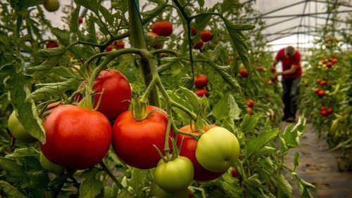 Semillas Tomate Cal Ace Organico Bella Huerta 