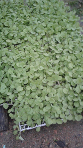Imagen 3 de 6 de Plantines Para Huerta Por Docena