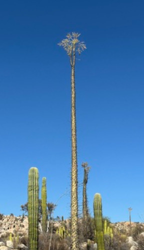 Fouquieria Columnaris, Cirio, 10 Semillas, Nv