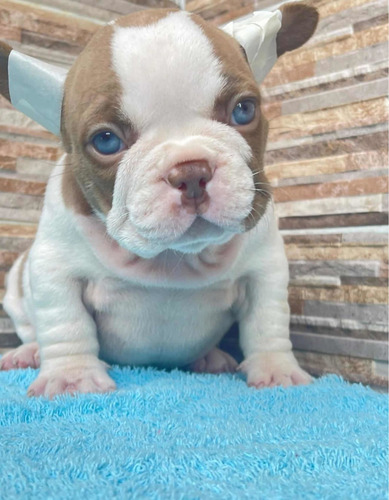 Imagen 3 de 5 de Bulldog Francés Mini