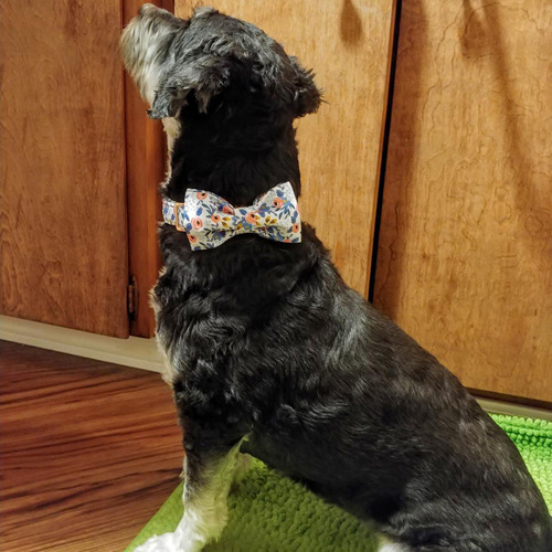 Collar Para Perro (l-bl) Con Hebilla De Seguridad Con Forma