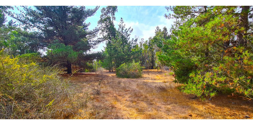 Espectacular Terreno De 10.000m² Hacienda Reñaca