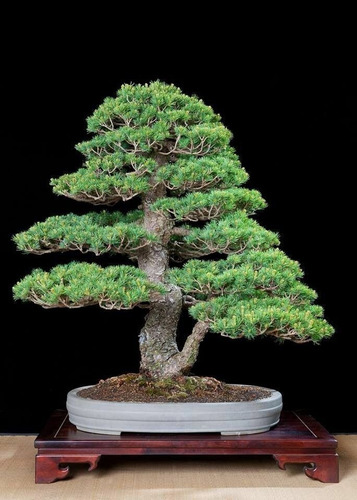 Semillas De Pino Negro Japonés, Ideal Para Bonsai