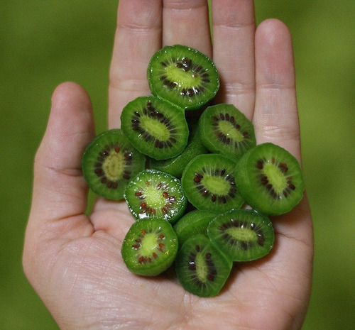 Sementes De Mini Kiwi - Actinidia Arguta Fruta Trepadeira