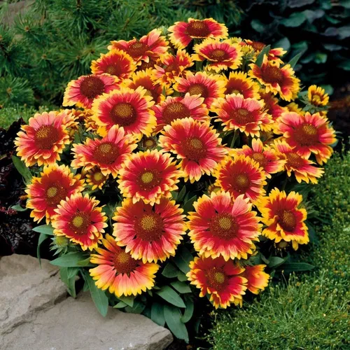 Imagen 1 de 4 de Oferta!! 25 Semillas Flores Gallardia + 10 Semillas Cactus
