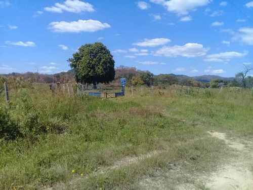 Imagen 8 de 30 de Finca De 440 Has En Cojedes-acarigua. 3 Pozos De Agua, Electricidad.