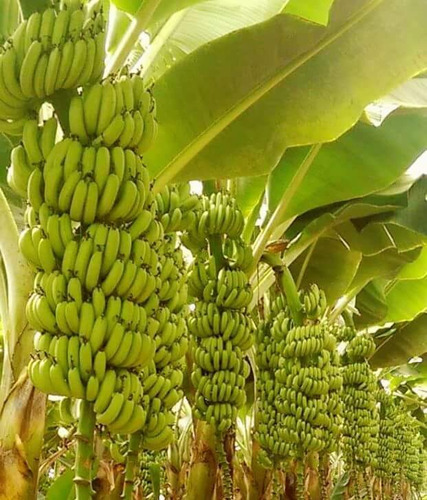 3 Mudas De Bananas Princesa Brs Embrapa Resistentes
