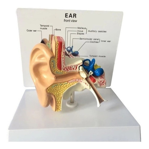Modelo Anatómico Del Oído Humano, 1:1