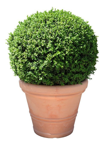 Planta De Boj 30 Cm Gratis A Rm No Envío A Regiones