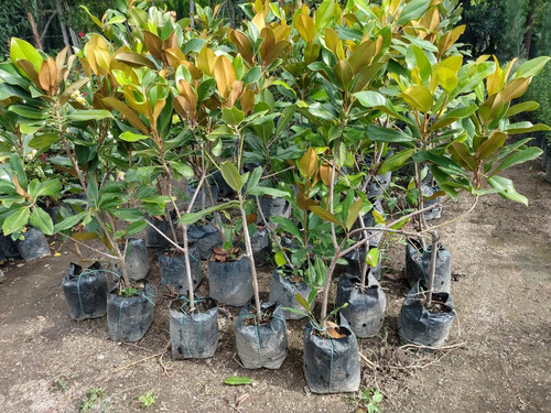 Arbol De Magnolia Grandiflora Con Envio