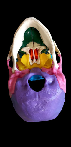 Cráneo Humano Cuerpo Humano Anatomico