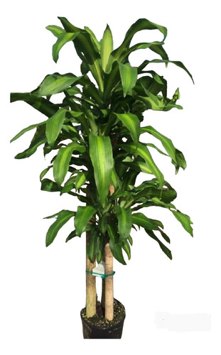 Palo De Agua Dracena 15 Lts