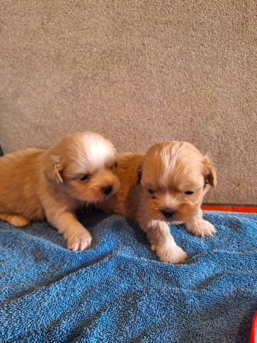 Cachorros Shih Tzu