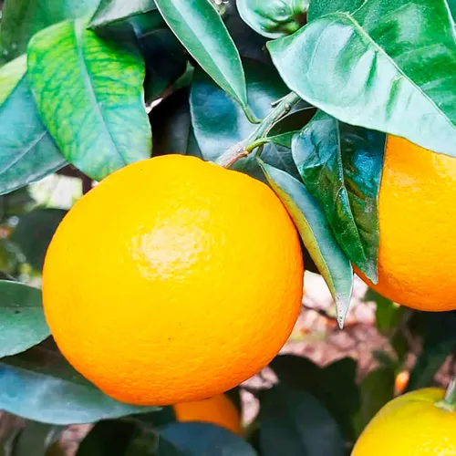 Árbol Naranja New Hall 6l Cítrico Fruto Dulce Sin Semillas
