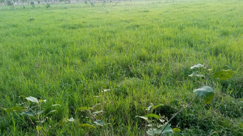 Te Vendo Mega Finca En Luisa Blanca/monte Plata.