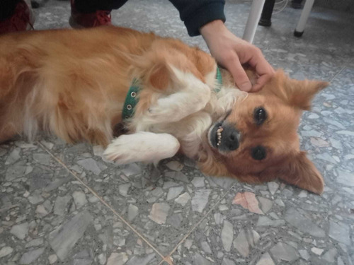 Imagen 3 de 5 de Pensionado Canino En Olivos Personalizado