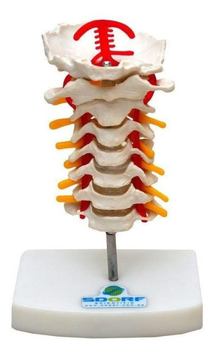 Coluna Cervical Esqueleto