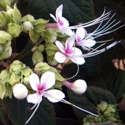 Imagem 1 de 6 de Muda De Clerodendro Fragrans, Clerodendro Branco Perfumado.