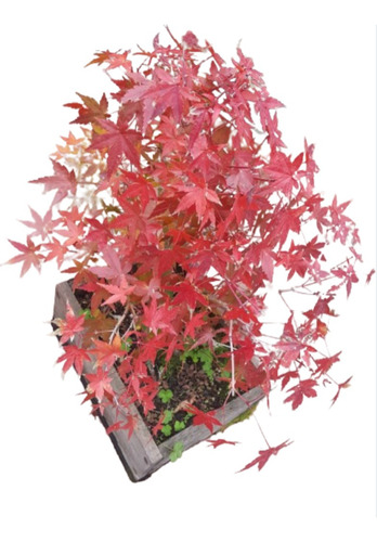 Bonsai De Acer Palmatum Deshojo - Arce Japones Deshojo Japon