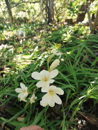 Imagen 3 de 4 de Fresia Silvestre