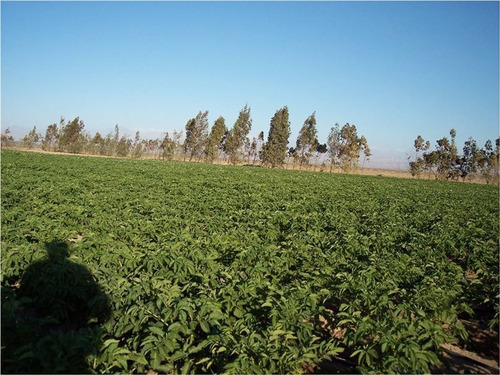 Agrícola - Ganadera En Venta En Huasco 