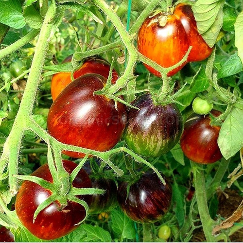 20 Semillas De Tomate Damascus Steel - Rara Variedad!!!