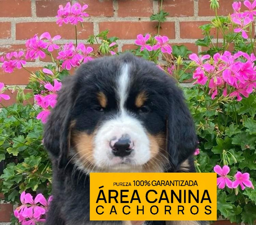 Venga A Ver Los Boyero De Berna Mas Buscados De Argentina