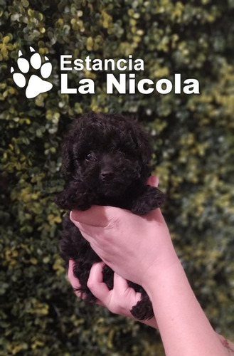 Caniche Mini Toy Negro Mercado Libre