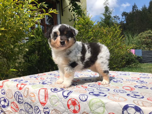 Perros Cachorros Pastor Ovejero Australiano Med Bog 