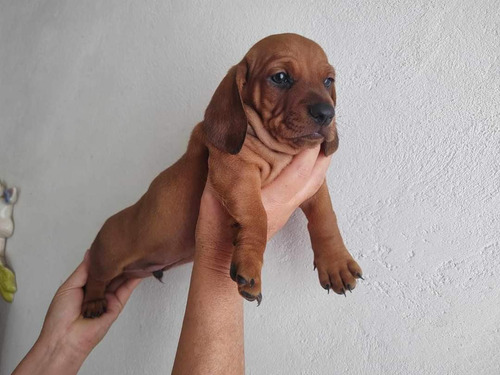 Cachorros Dachshund Salchichas 