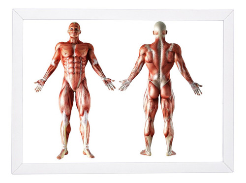 Quadro Poster Com Moldura Músculos Anatomia Brc7972