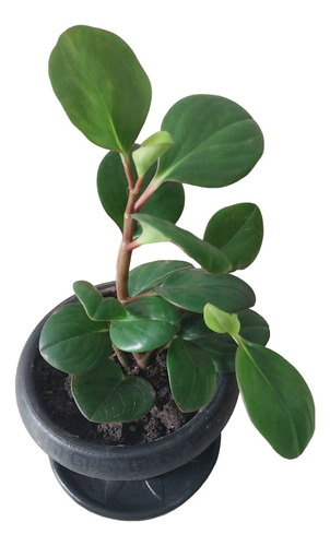 Planta Peperomia Obtusifolia