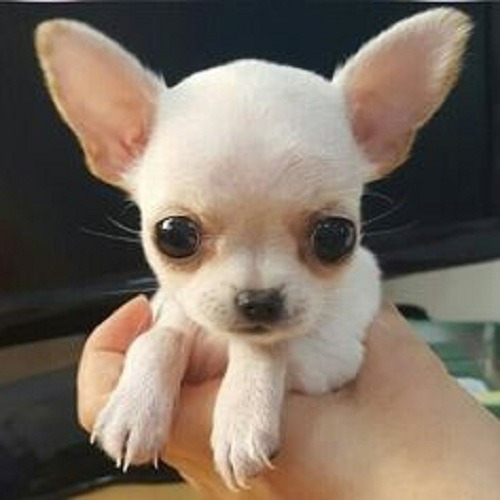 Cachorro Chihuahua Puppy Perrito Chiguagua Cachorrito