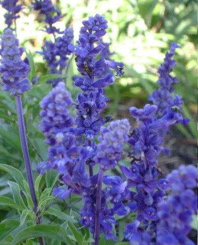 Semillas Salvia Victoria Farinacea Flores Azules 10 Rem 