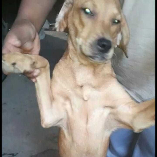 Imagen 5 de 6 de Perros
