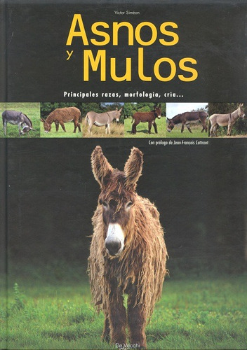 Asnos Y Mulos, De Simeon Victor. Editorial Vecchi, Tapa Dura En Español, 2008