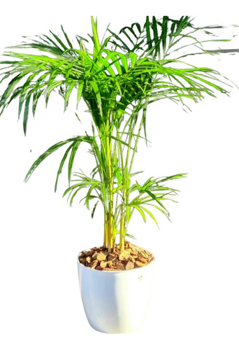 Palmera Palmito En Maceta 27 Ideal Para Decorar Tus Espacios