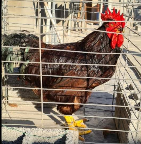 Imagen 4 de 4 de Venta De Huevos Fertiles Linea Rhode Island Red X Maple